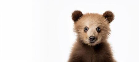 ai gerado viver Castanho Urso filhote em uma branco fundo generativo ai foto