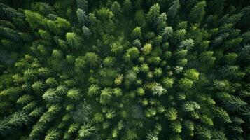 ai gerado topo Visão do uma floresta generativo ai foto