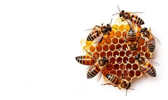 ai gerado abelhas em favos de mel em branco fundo generativo ai foto