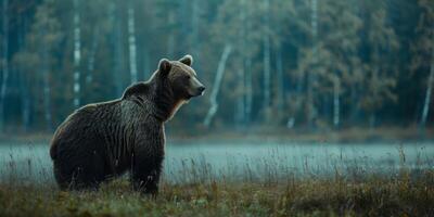 urso na natureza foto