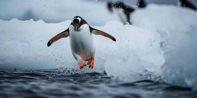 pinguim no gelo foto