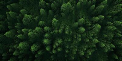 árvore tops do uma verde floresta pássaro olho Visão foto