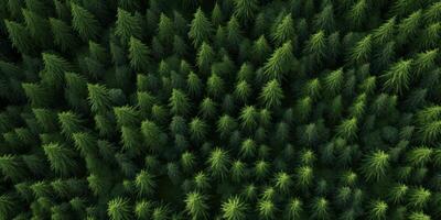 árvore tops do uma verde floresta pássaro olho Visão foto