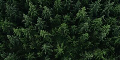 árvore tops do uma verde floresta pássaro olho Visão foto