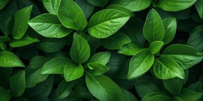 verde plantar folhas textura foto
