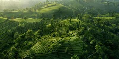 agrícola Campos pássaro olho Visão foto