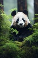 panda dentro a selvagem foto