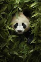 panda dentro a selvagem foto