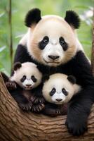 panda dentro a selvagem foto