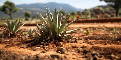 uma brotar emergente a partir de a terra foto