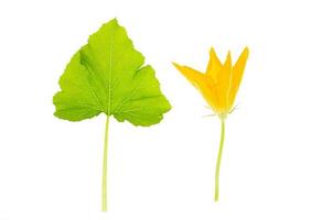 folha verde e flor amarela de abóbora, abobrinha, abóbora em fundo branco foto