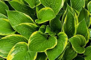 flores e folhas verdes de hosta. foto de estúdio