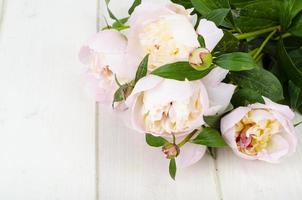 deliciosas peônias rosa delicadas na superfície de madeira branca. foto