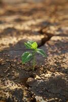 uma brotar emergente a partir de a terra foto