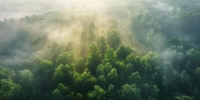 névoa dentro floresta aéreo Visão foto