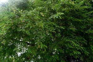 fotografia do Tamarindo folhas em uma árvore com uma natural fundo foto