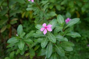 fechar acima do a Rosa pervinca flor plantar que tem a latim nome catharanthus Roseus foto