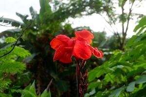 fotografia do a tasbih flor plantar ou que tem a latim nome canna indica foto