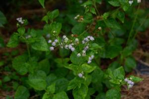 fotografia do medicinal plantar ageratum conyzoides com borrado fundo foto