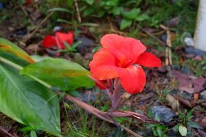 fotografia do a tasbih flor plantar ou que tem a latim nome canna indica foto