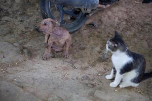 fotografia do uma disperso cachorro e uma gato estavam jogando dentro a Jardim foto