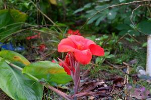 fotografia do a tasbih flor plantar ou que tem a latim nome canna indica foto