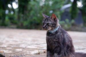 retrato do uma Preto juvenil angorá gato com Grosso pele e a adorável face foto