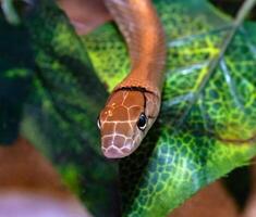 indonésio joalheria serpente ou celognato subradiado. foto