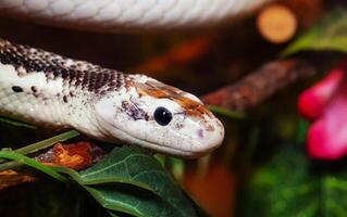 Pantherophis obsoleta ou rato serpente foto