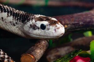 Pantherophis obsoleta ou rato serpente foto