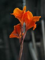 lindo laranja canna flor fechar acima com bokeh fundo foto