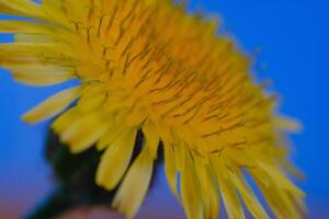 macro fotografia. plantas fechar acima. macro tiro do amarelo dente de leão flor. jovem dente de leão flores dentro a foto usando uma macro lente