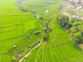 aéreo Visão do agricultura dentro arroz Campos para cultivo dentro oeste Java província, Indonésia. natural a textura para fundo. tiro a partir de uma zangão vôo 200 metros alto. foto