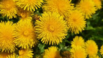 uma Prado do amarelo dente-de-leão. brilhante dente de leão flores em uma fundo do verde Primavera prados foto