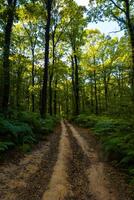 sujeira estrada ou caminho dentro a floresta às pôr do sol. foto