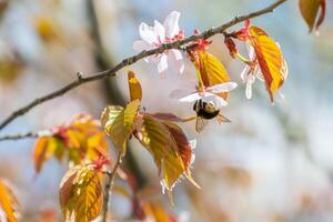 vibrante fotografia do uma abelha ativamente polinizando cereja flores. a imagem captura a abelha no meio do vôo entre Rosa e branco flores e jovem vermelho folhas, simbolizando primavera natural beleza foto