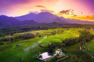 Visão do Indonésia dentro a manhã, verde arroz Campos, Sol Aumentar brilhantemente sobre a montanha foto