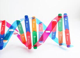 dna molécula espiral estrutura modelo isolado em branco fundo, cromossoma e gene químico Ciência biologia. foto