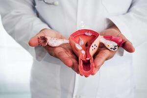 útero, médico segurando humano anatomia modelo para estude diagnóstico e tratamento dentro hospital. foto