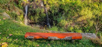 tropical floresta dentro coban sadang, leste Java, Indonésia foto