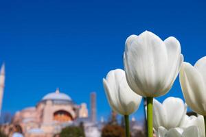branco tulipas e hagia Sofia ou Ayasofya mesquita. Visita Istambul conceito foto
