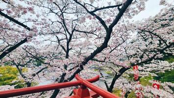 aéreo Visão do cereja Flor árvores e yutoku Inari santuário dentro Japão, sakura, Primavera fundo foto