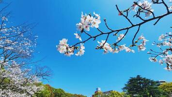 cereja Flor árvores com céu fundo dentro Japão, japonês sakura, Primavera fundo foto