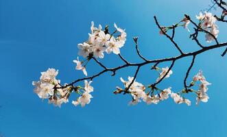 cereja Flor árvores com céu fundo dentro Japão, japonês sakura, Primavera fundo foto