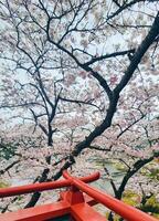 aéreo Visão do cereja Flor árvores e yutoku Inari santuário dentro Japão, sakura, Primavera fundo foto