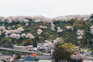 aéreo Visão do panorama do cereja flores árvore em montanha perto yutoku Inari santuário dentro Japão foto