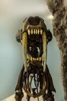 extinto smilodon tigre fóssil foto
