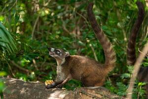 quati dentro a mexicano selva do Cancun foto