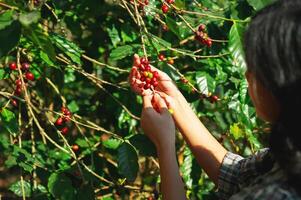 mulher é colheita fruta a partir de uma árvore foto