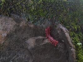 vermelho Dragão milípede é uma espinhoso e tóxico milípede Apropriadamente nomeado para Está brilhante vermelho cor. foto